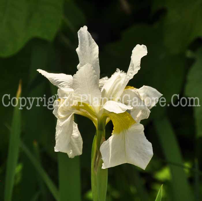 PGC-P-Iris-sibirica-Showy-Egret-2