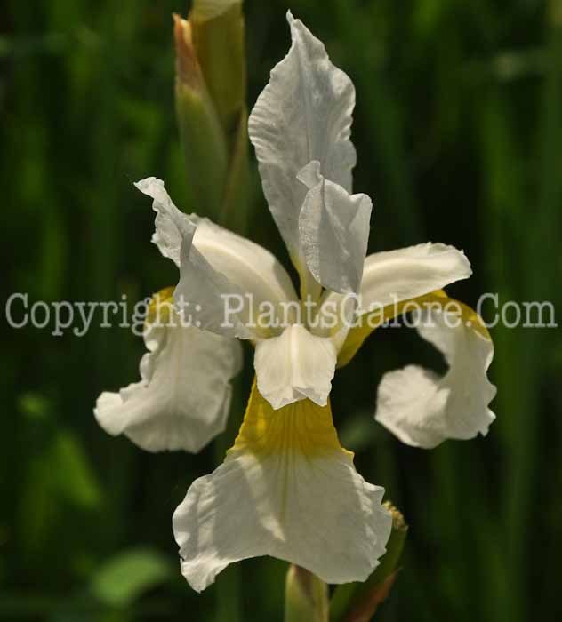 PGC-P-Iris-sibirica-Showy-Egret-3