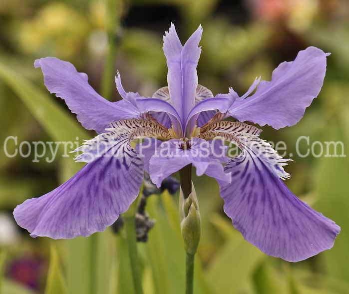 PGC-P-Iris-wattii-05-2012-1