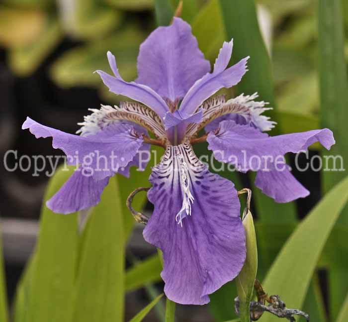 PGC-P-Iris-wattii-05-2012-4