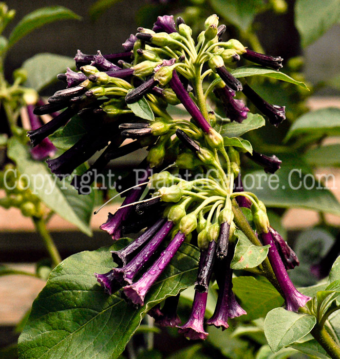 PGC-P-Iochroma-Royal-Queen-2011-01