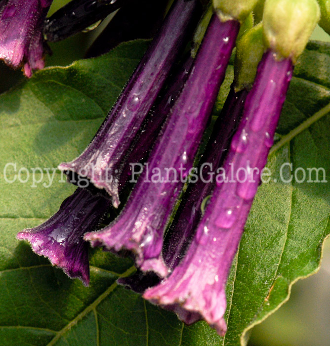 PGC-P-Iochroma-Royal-Queen-2011-03