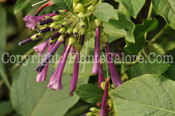 PGC-V-Iochroma-cyanea-Indigo-r-2010-4