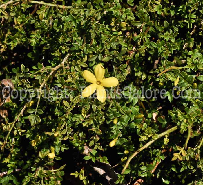 PGC-S-Jasminum-parkeri-04-2012.jpg-1