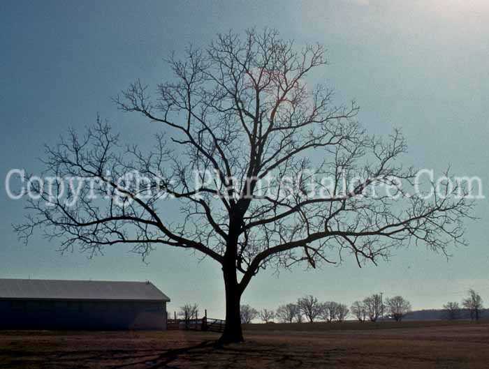 PGC-T-Juglans-nigra-msu-2011-1-1