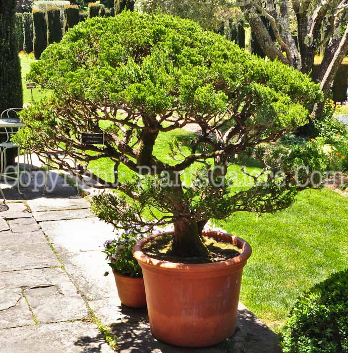 PGC-S-Juniperus-chinensis-Sargentii-0513-1