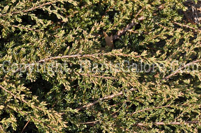 PGC-S-Juniperus-communis-Effusa-2010-01