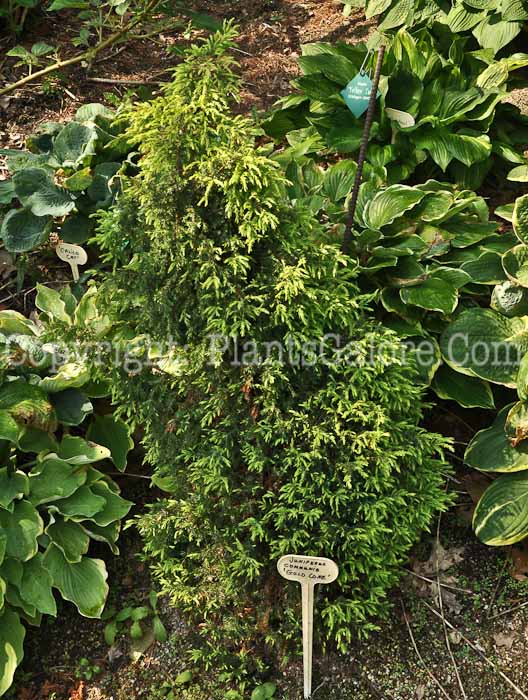 PGC-S-Juniperus-communis-Gold-Cone-01