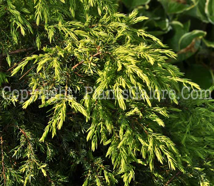 PGC-S-Juniperus-communis-Gold-Cone-03