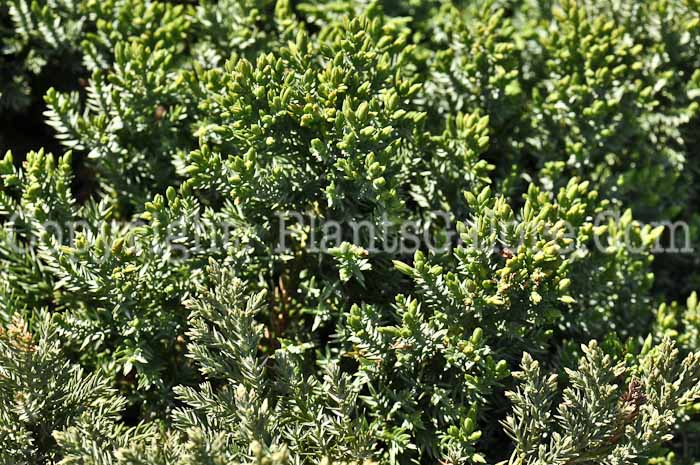 PGC-S-Juniperus-procumbens-nana-01