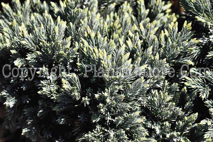 PGC-S-Juniperus-sabina-Blue-Star-03