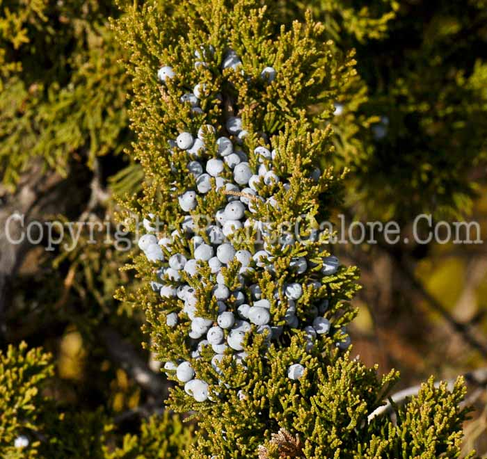 PGC-S-Juniperus-virginianum-01