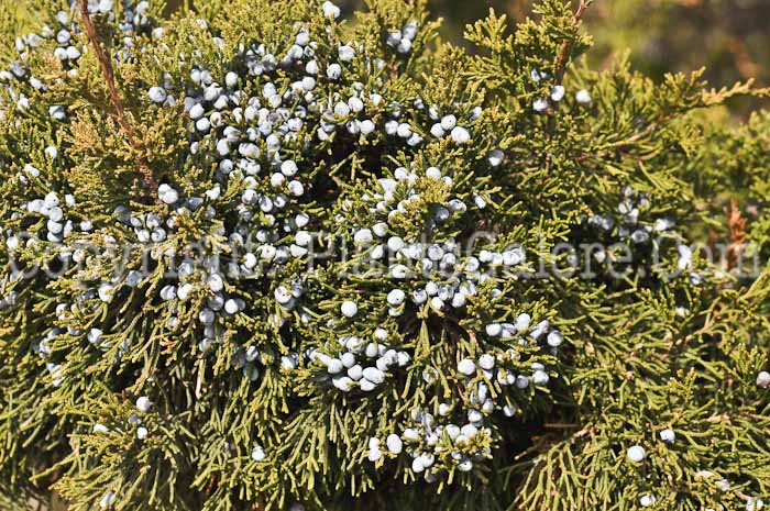 PGC-S-Juniperus-virginianum-03