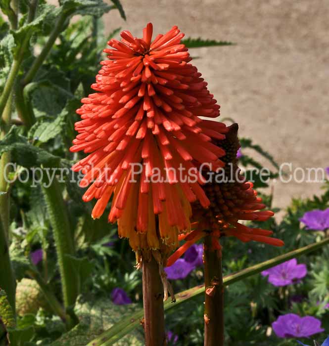 PGC-P-Kniphofia-Gamble-8-2011-001