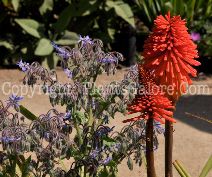 PGC-P-Kniphofia-Gamble-8-2011-002