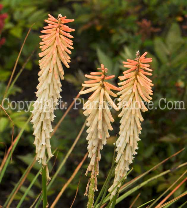 PGC-P-Kniphofia-Peachy-Cheeks-2010-02