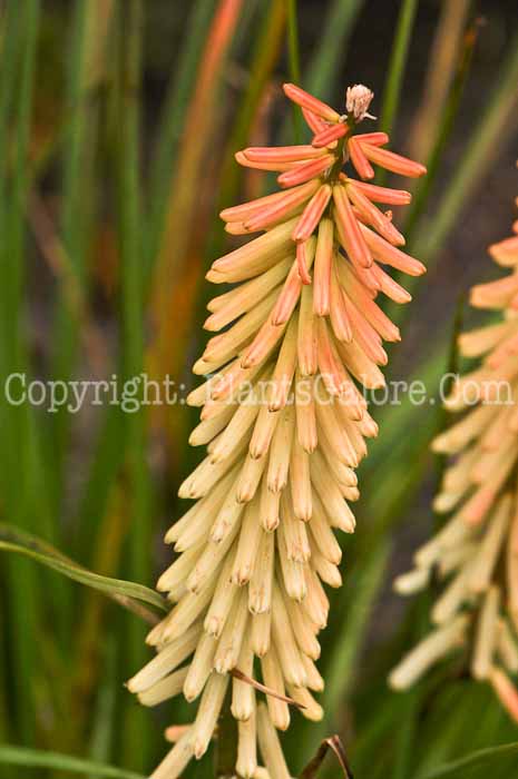 PGC-P-Kniphofia-Peachy-Cheeks-2010-03