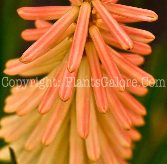 PGC-P-Kniphofia-Peachy-Cheeks-2010-05