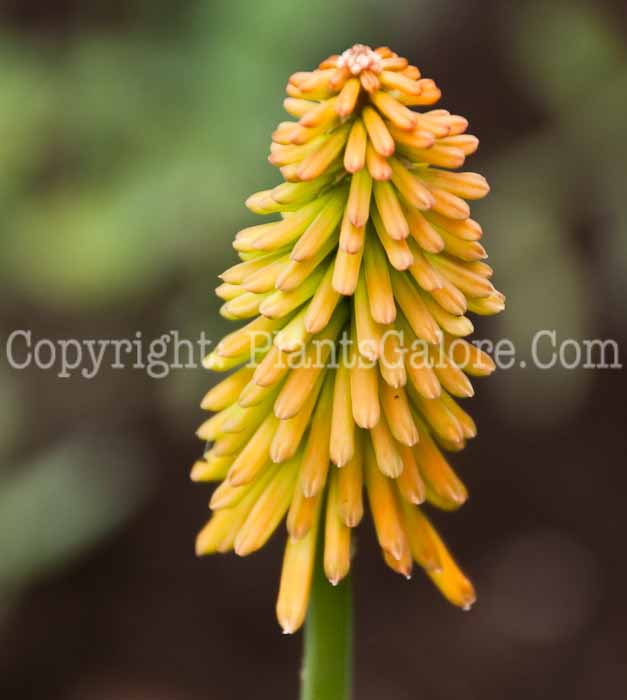 PGC-P-Kniphofia-Pineapple-Popsicle-0714-2