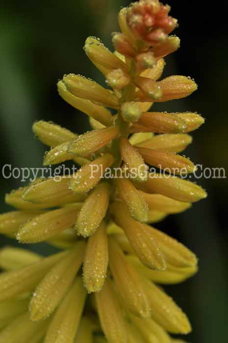 PGC-P-Kniphofia-Pineapple-Popsicle-1