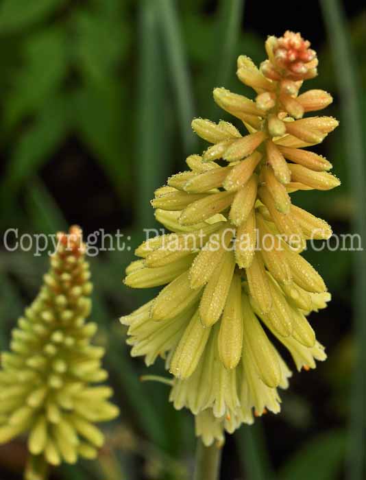 PGC-P-Kniphofia-Pineapple-Popsicle-2