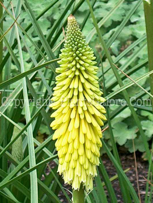 PGC-P-Kniphofia-hirsuta-Fire-Dance-2010-02