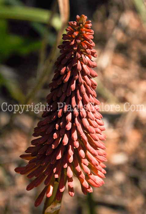 PGC-P-Kniphofia-uvaria-04-2012-1