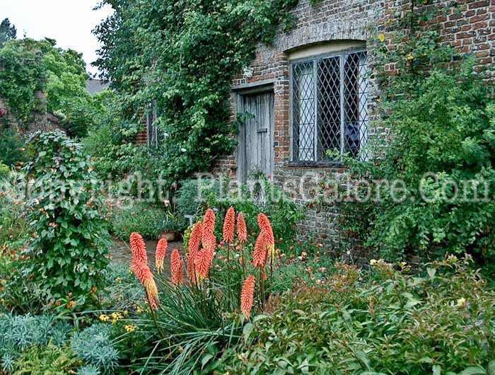 PGC-P-Kniphofia-uvaria-2010-03