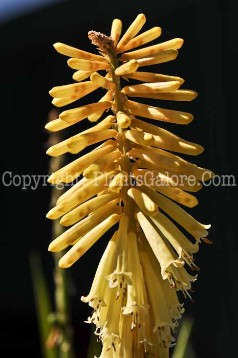 PGC-P-Kniphofia-uvaria-Flamenco-2010-02