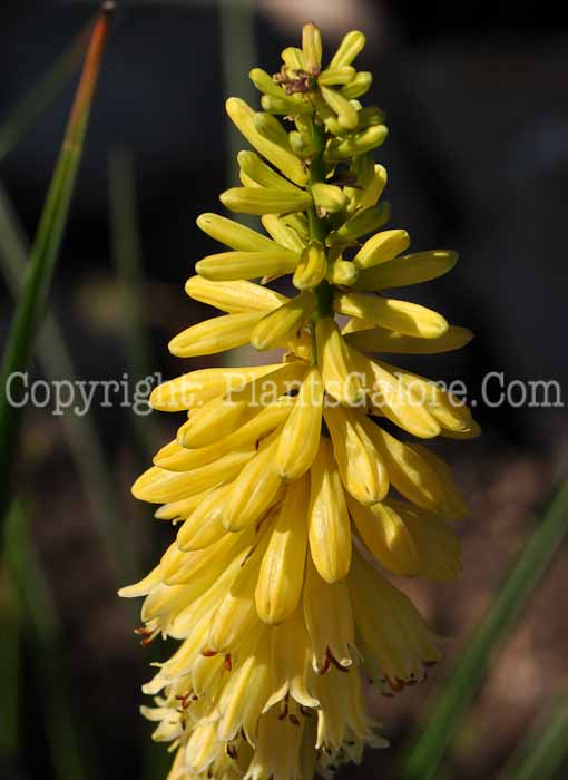 PGC-P-Kniphofia-uvaria-Flamenco-2010-05