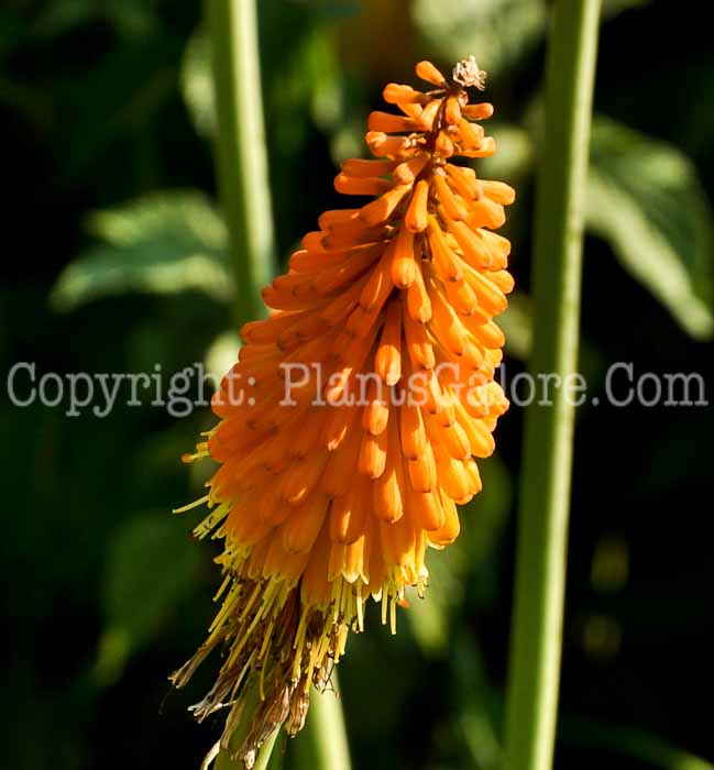 PGC-P-Kniphofia-uvaria-Pfitzeri-06-12-2