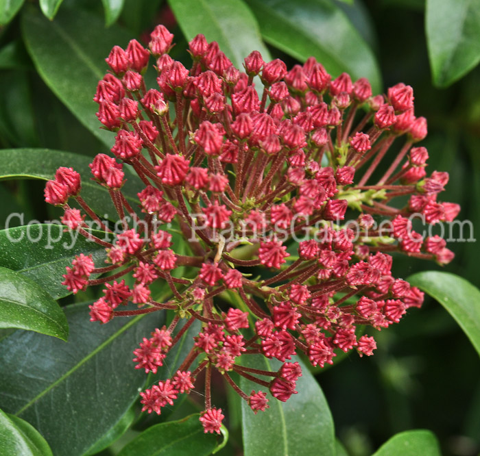 PGC-S-Kalmia-latifolia-02