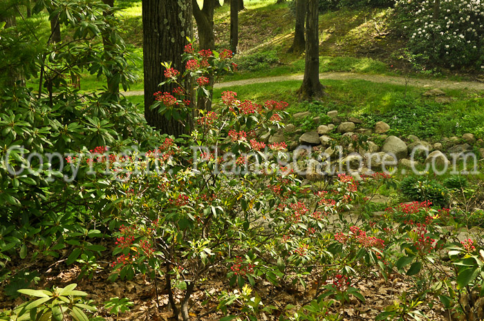 PGC-S-Kalmia-latifolia-Quinnipiac-05-12-3