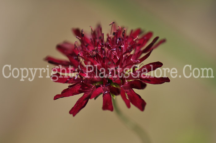 PGC-P-Knautia-macedonica-Red-Cherry-3-2010