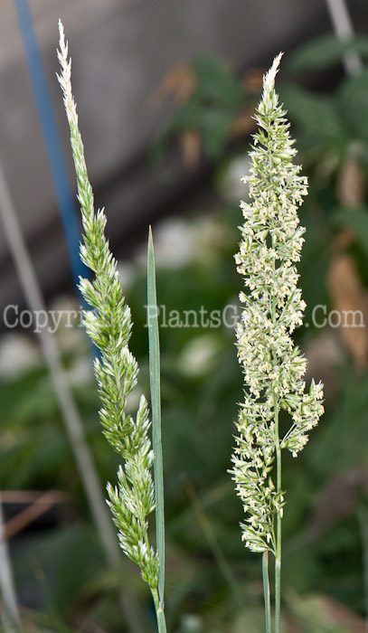 PGC-G-Koeleria-macrantha-aka-Junegrass-0514e-2