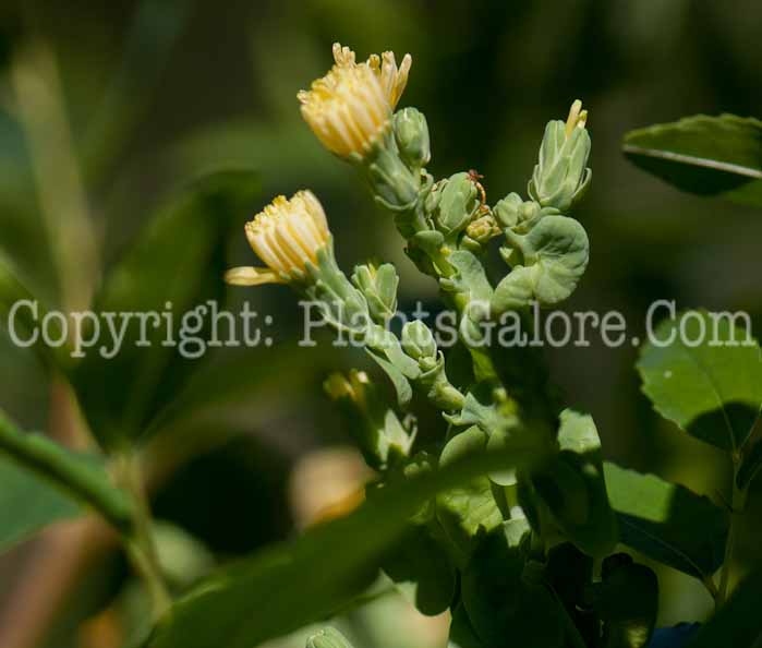 PGC-P-Lactuca-sativa-aka-Lettuce-0913-1