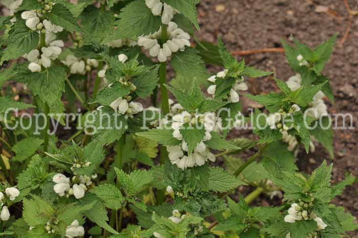 PGC-P-Lamium-album-2010-03