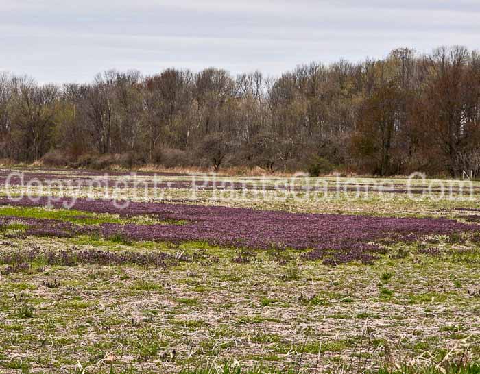 PGC-P-Lamium-amplexicaule-aka-Henbit-2