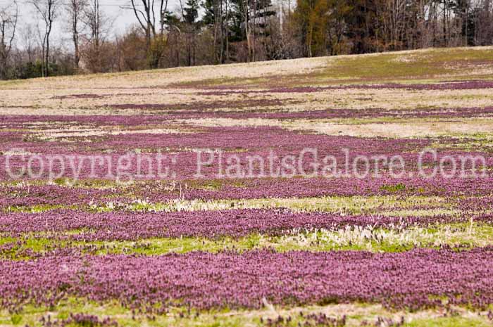 PGC-P-Lamium-amplexicaule-aka-Henbit-4