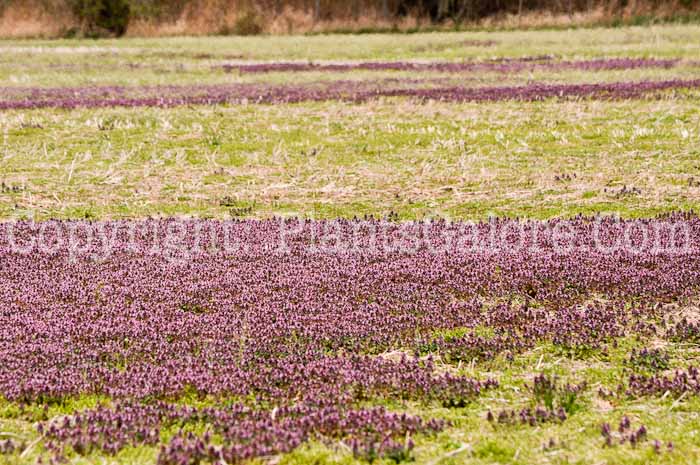 PGC-P-Lamium-amplexicaule-aka-Henbit-7