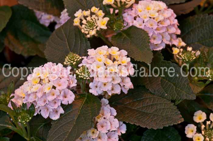 PGC-P-Lantana-Lucky-Lavender-0514e-1