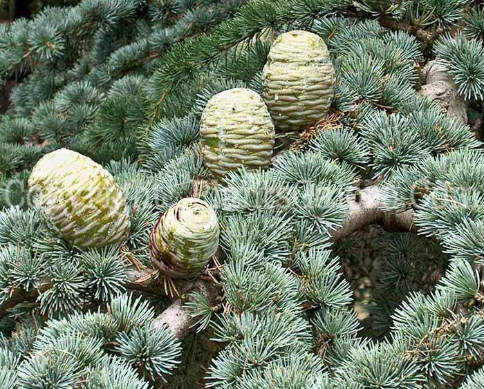 PGC-T-Larix-decidua-aka-European-Larch-10