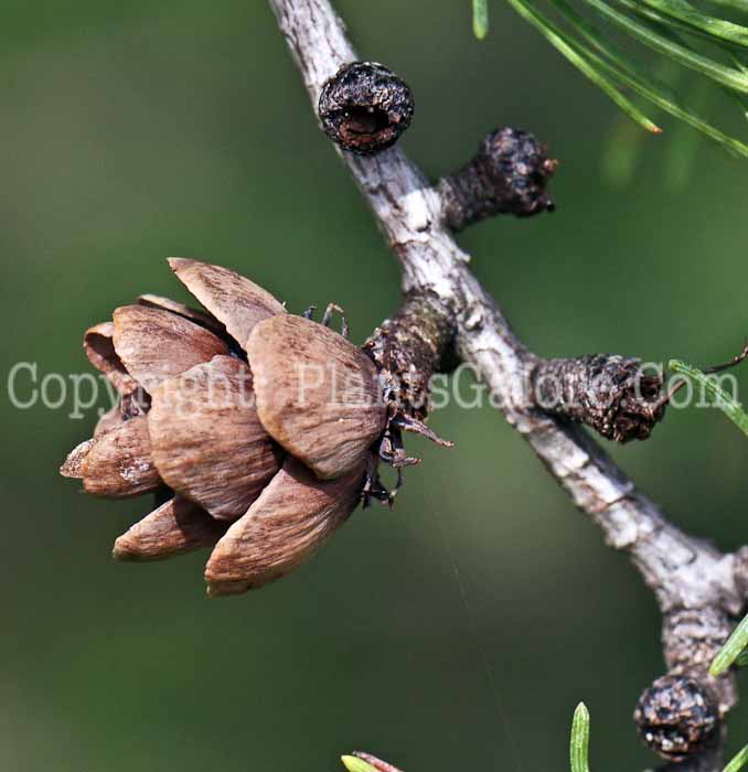 PGC-T-Larix-decidua-aka-European-Larch-12