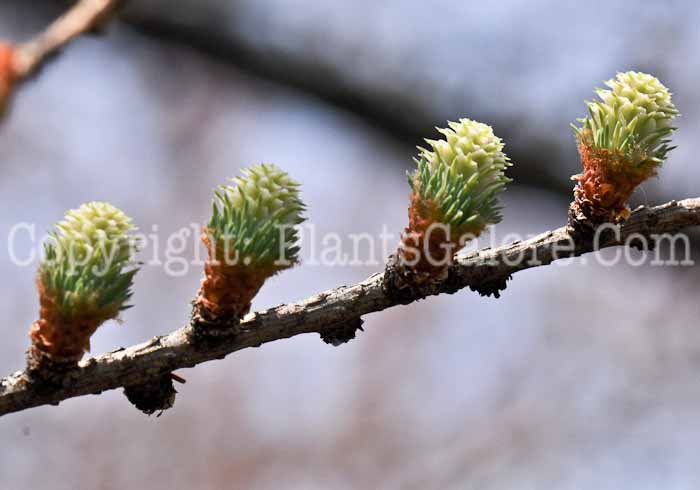PGC-T-Larix-decidua-aka-European-Larch-5