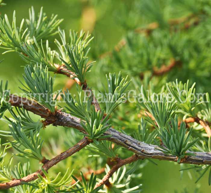 PGC-T-Larix-kaempferi-Diana-2010-006