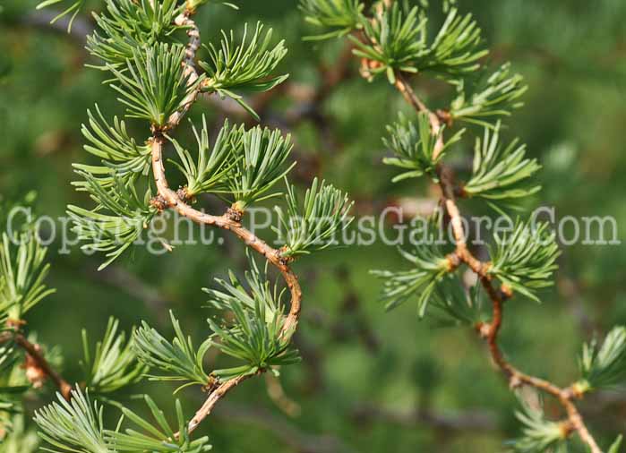 PGC-T-Larix-kaempferi-Diana-2010-007