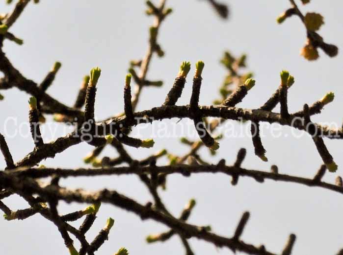 PGC-T-Larix-laricina-3