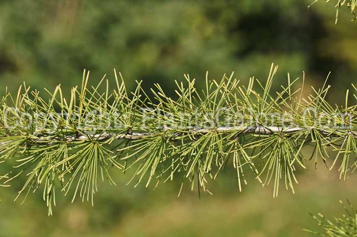 PGC-T-Larix-laricina-aa-2010-001