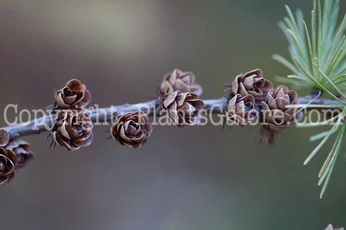 PGC-T-Larix-laricina-aka-Larch-1213-1
