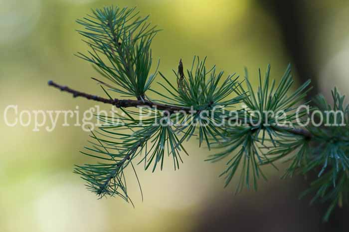 PGC-T-Larix-laricina-aka-Larch-1213-2